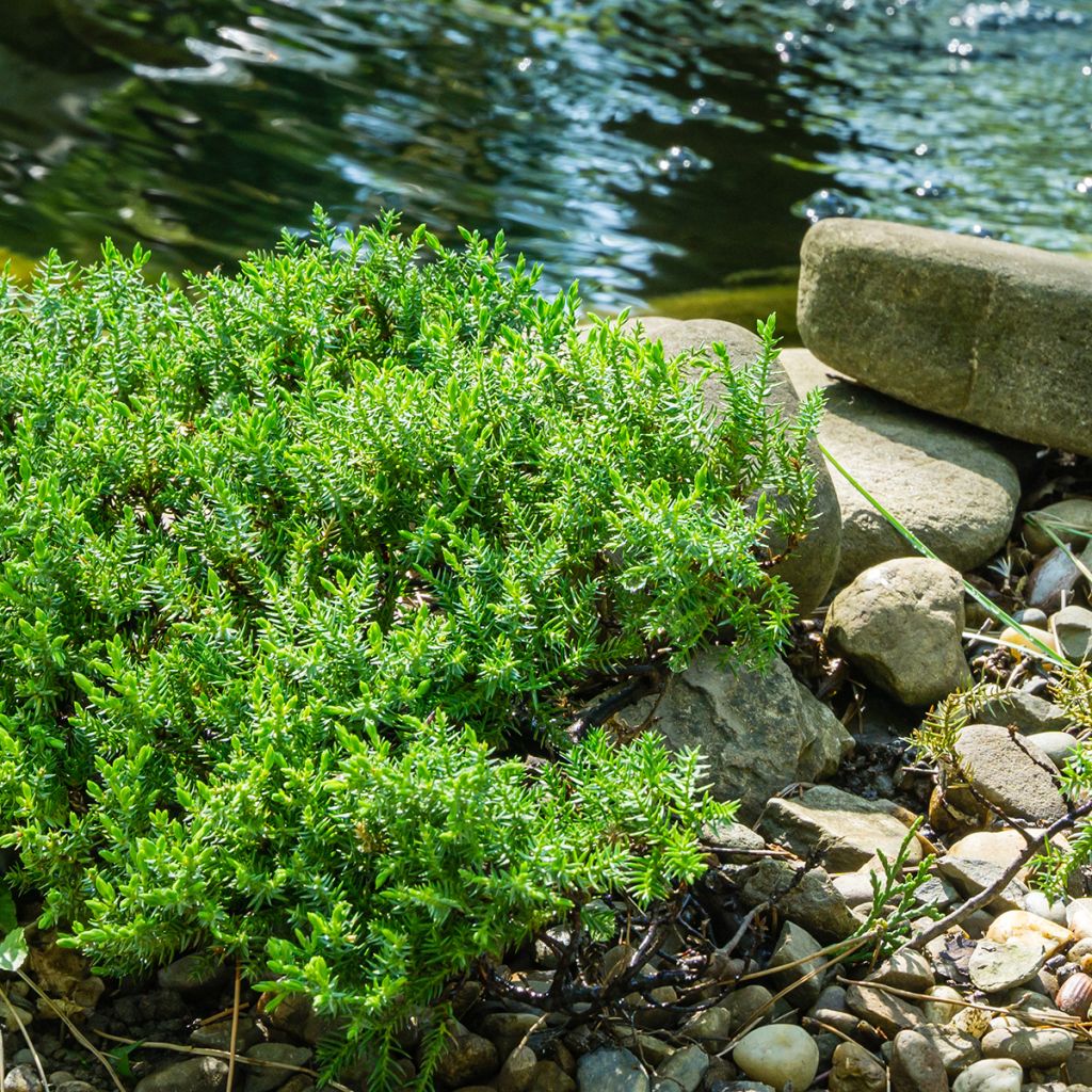 Genévrier rampant vert