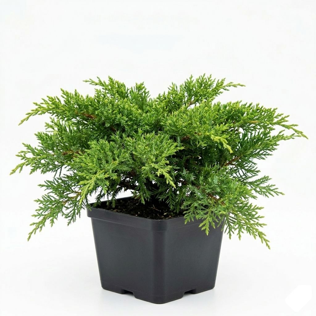 Genévrier étalé vert