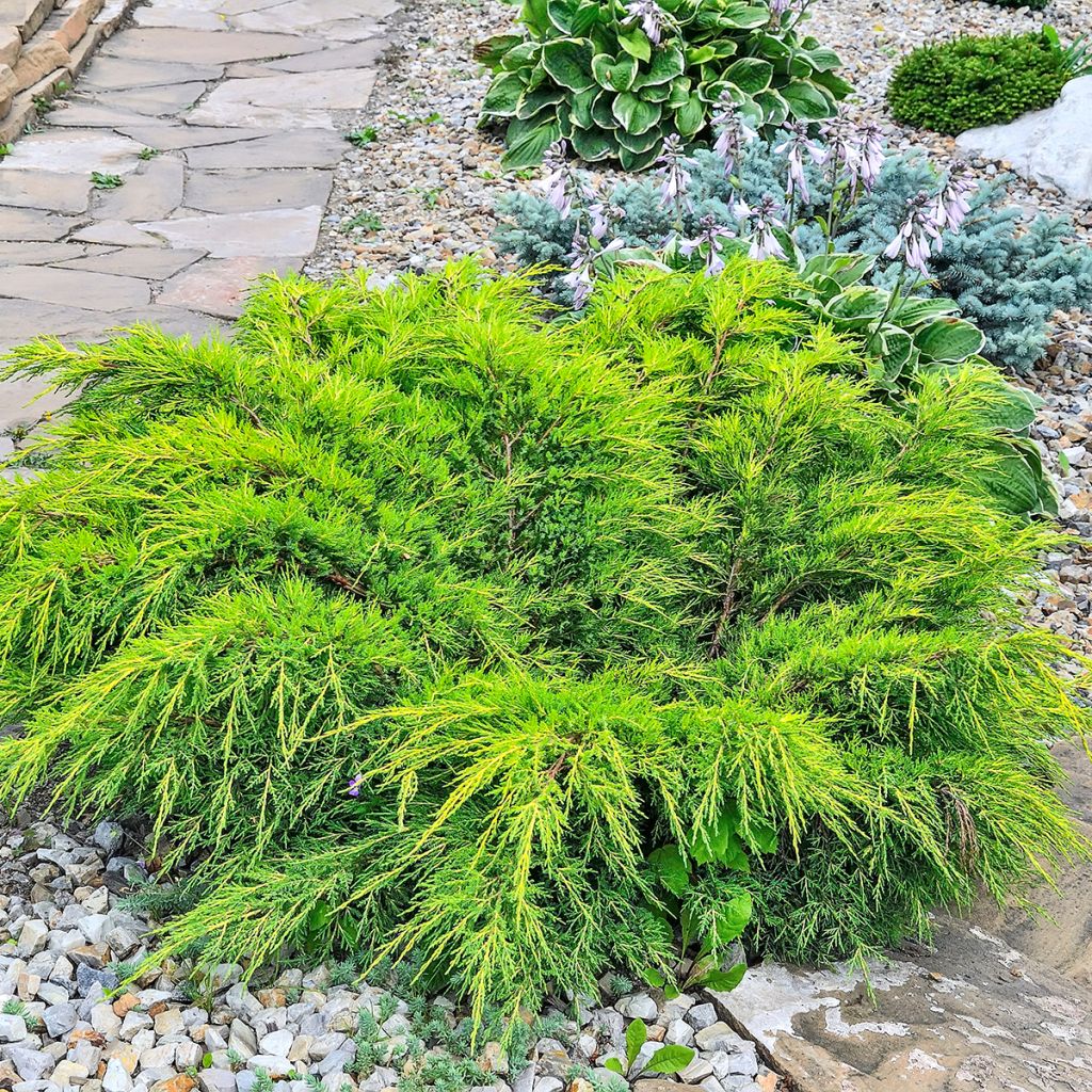 Genévrier étalé vert