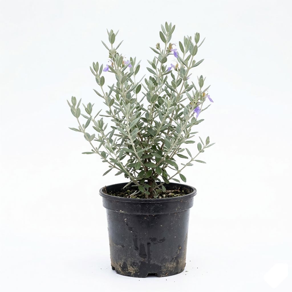 Germandrée arbustive