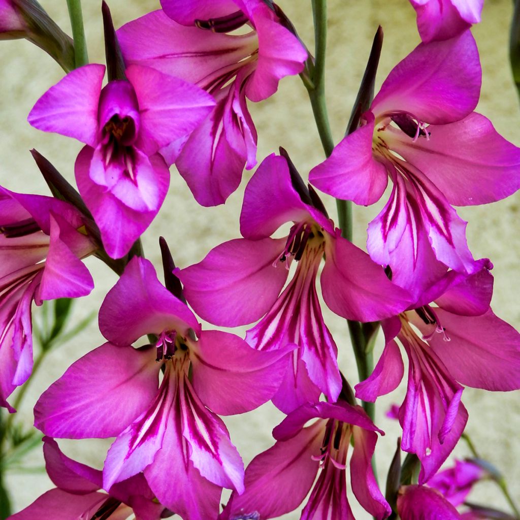 Glaïeul de Byzance rose fuchsia