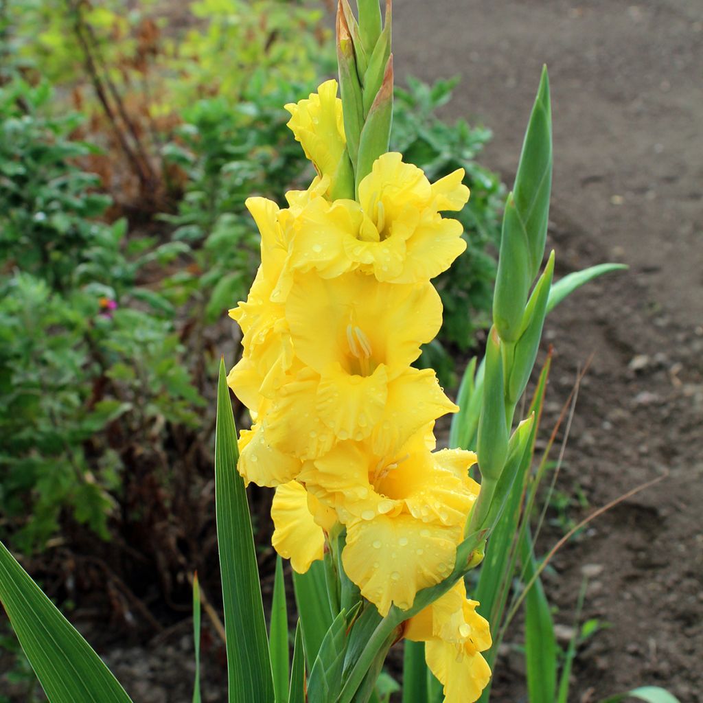 Glaïeul à grandes fleurs jaune
