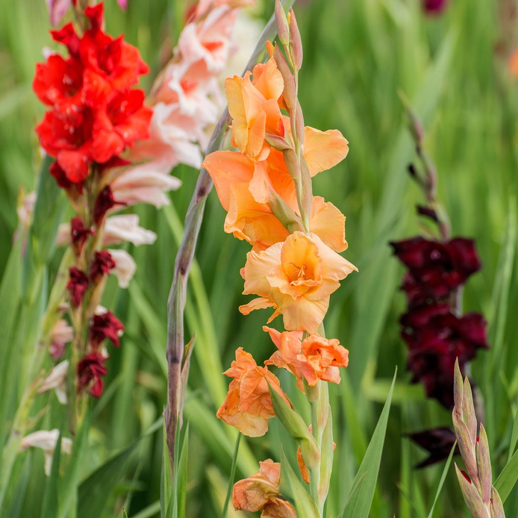Glaïeuls en mélange à petites fleurs