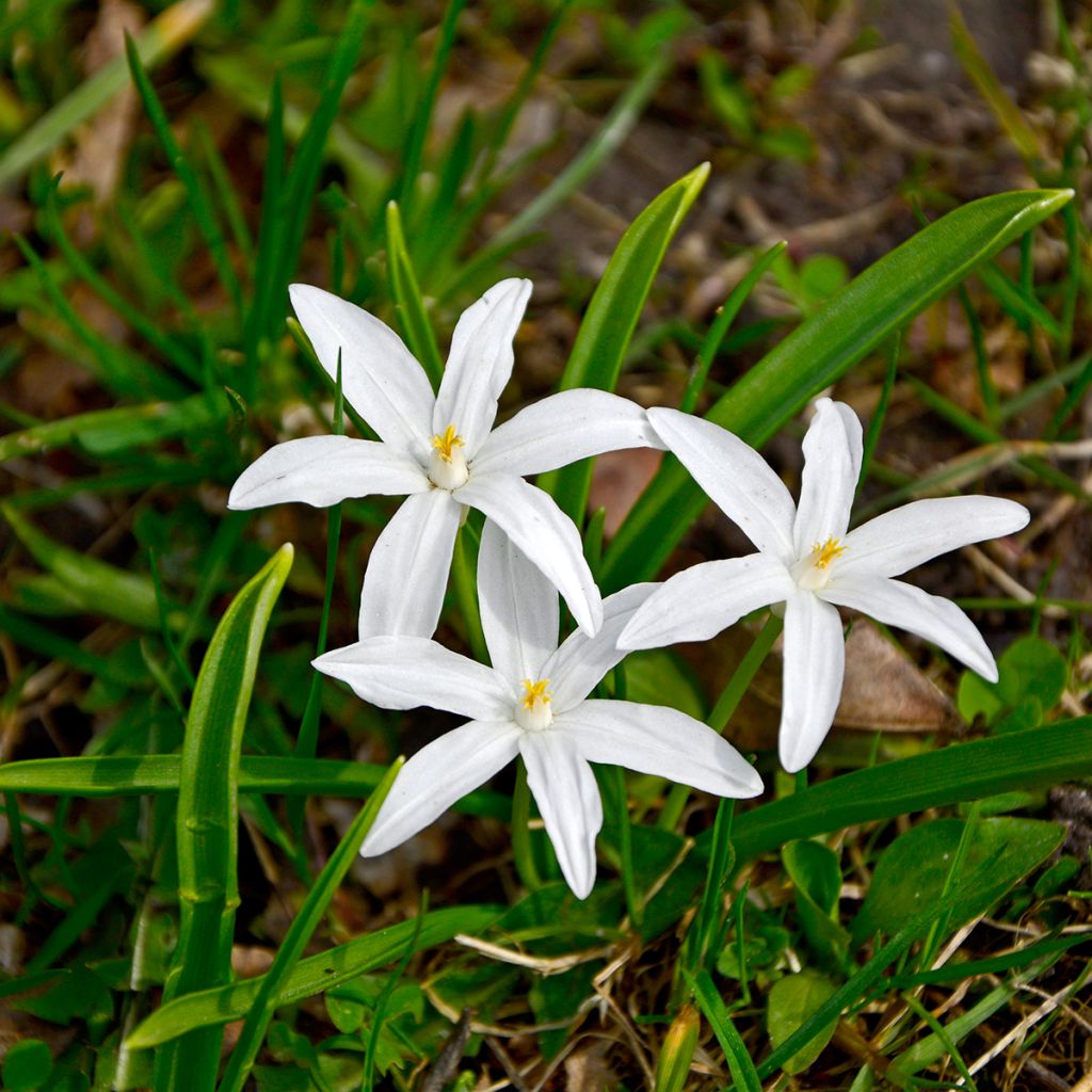 Gloire des neiges blanche