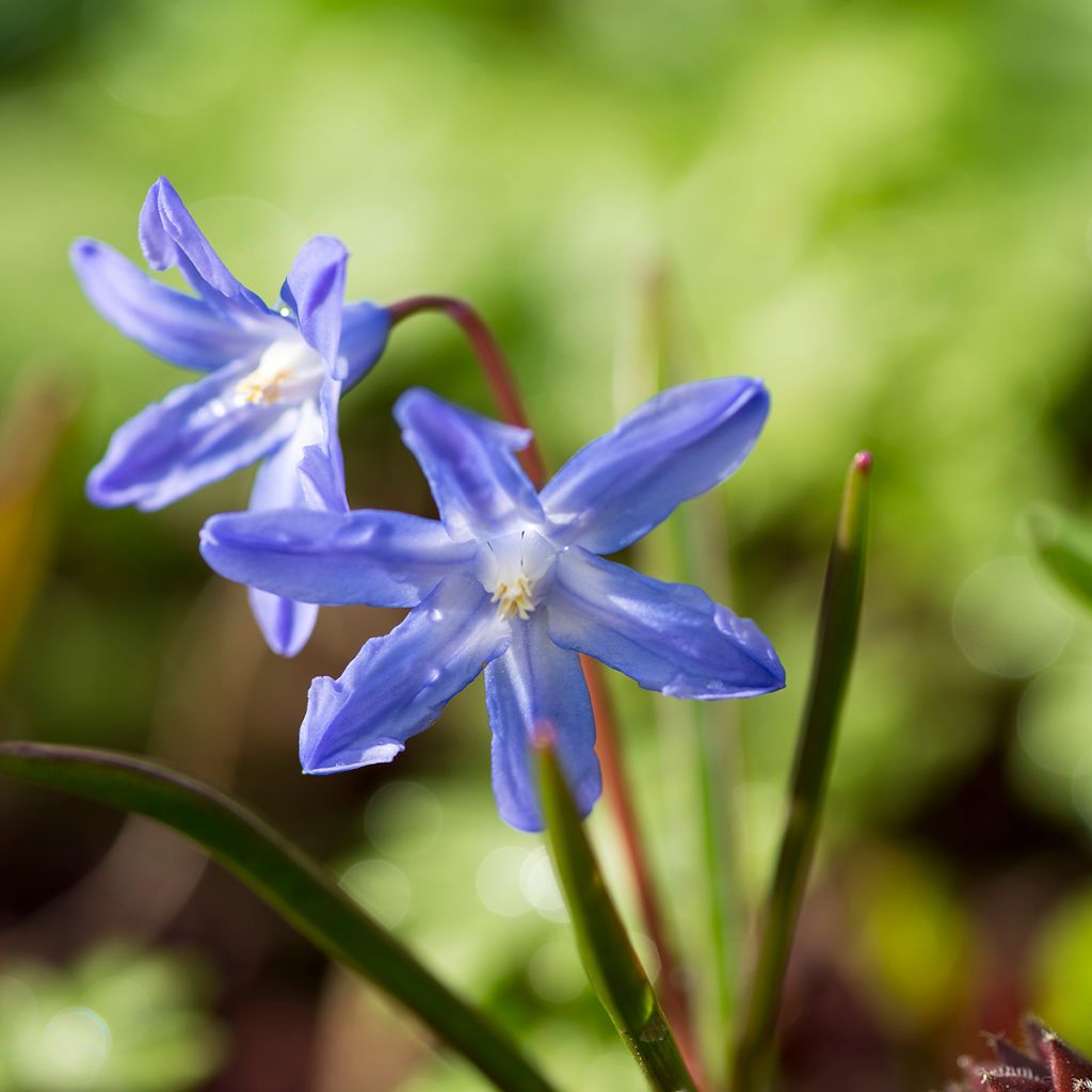Gloire des neiges bleue