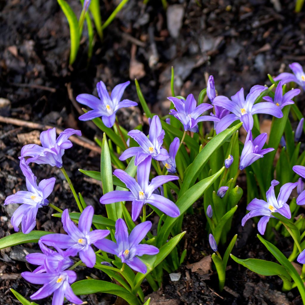 Gloire des neiges violette