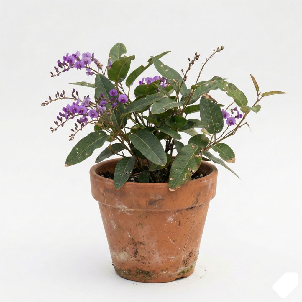 Glycine australienne