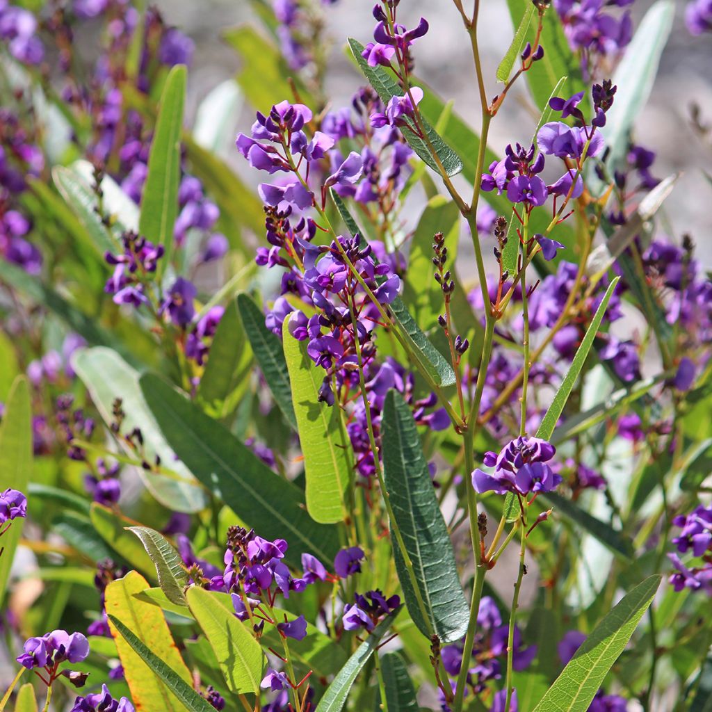Glycine australienne