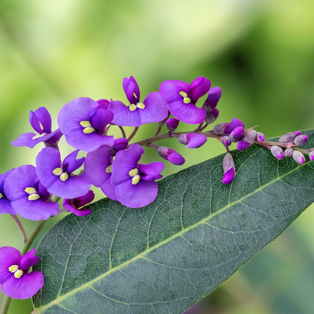 Glycine australienne