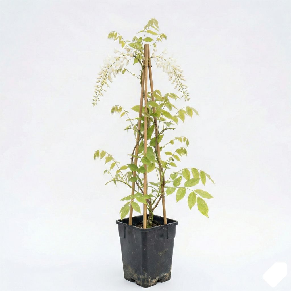 Glycine du Japon blanche