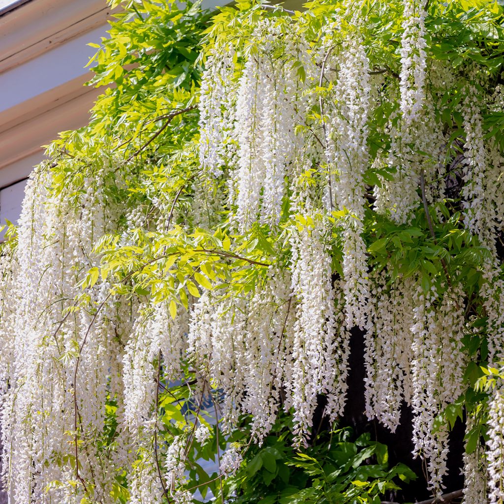 Glycine du Japon blanche
