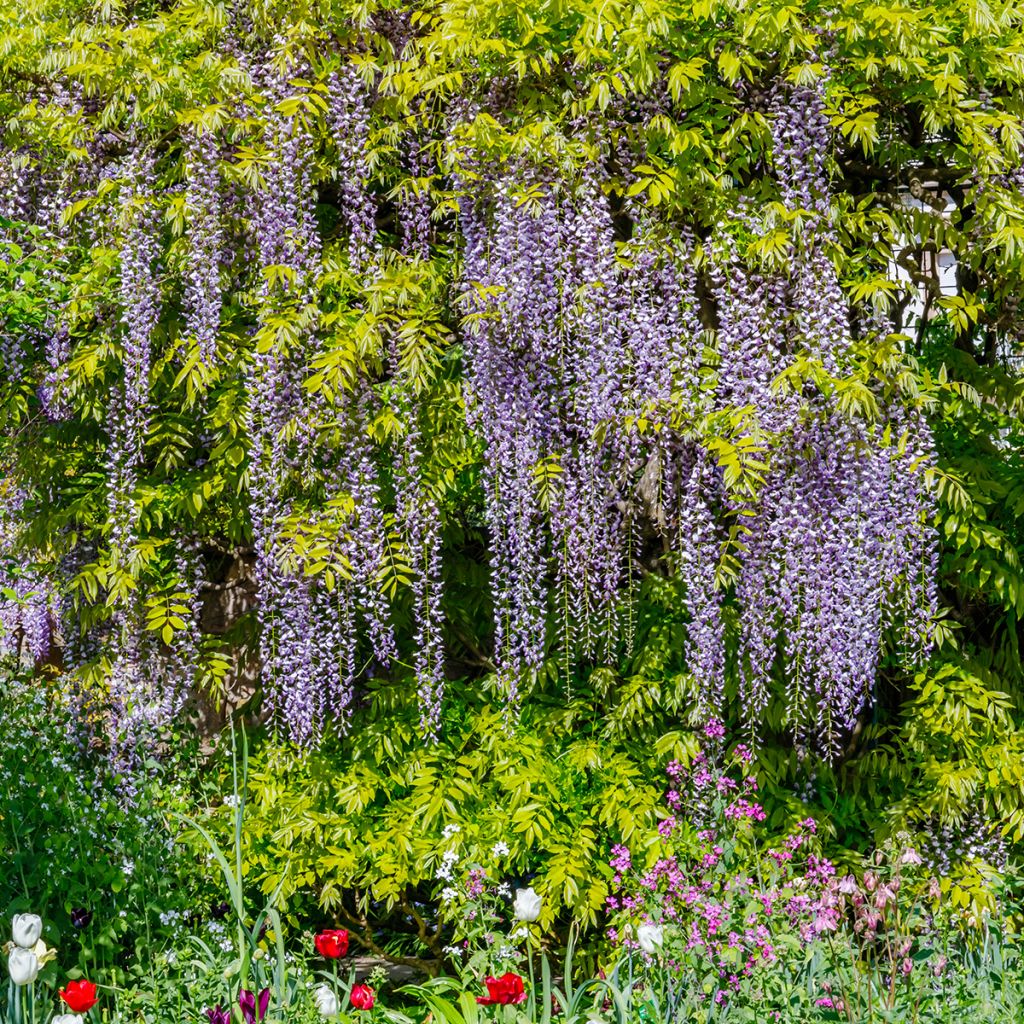 Glycine du Japon à grandes grappes