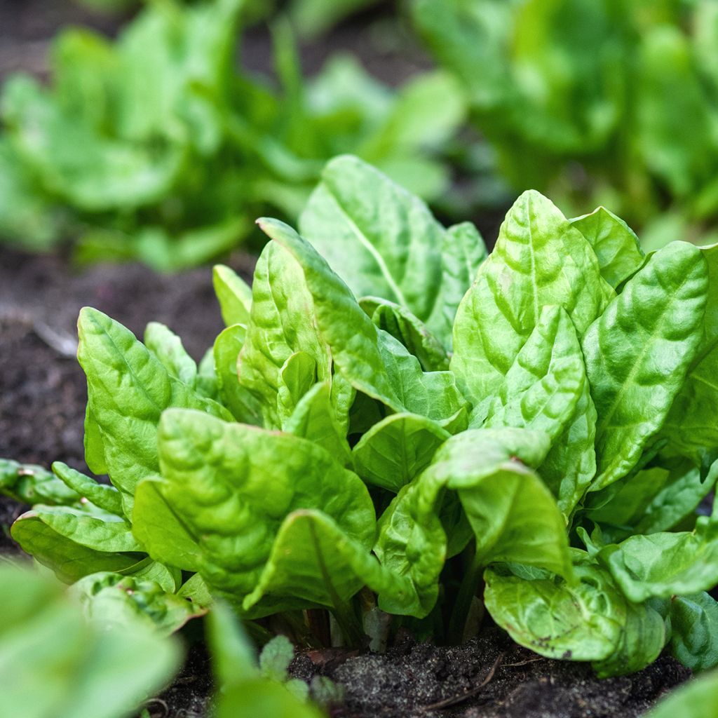 Graines d'Epinard Monstrueux de Viroflay