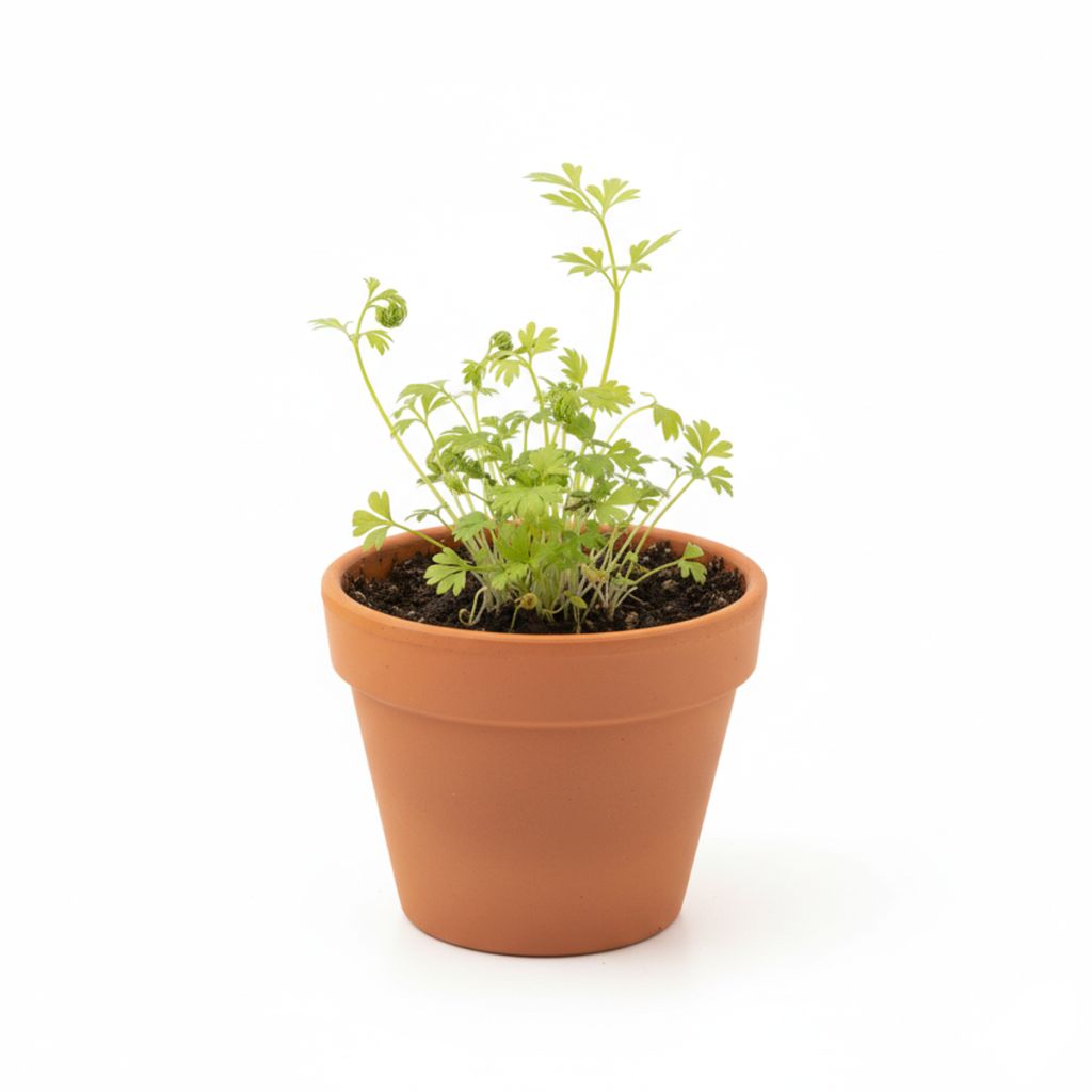 Graines de Cerfeuil commun