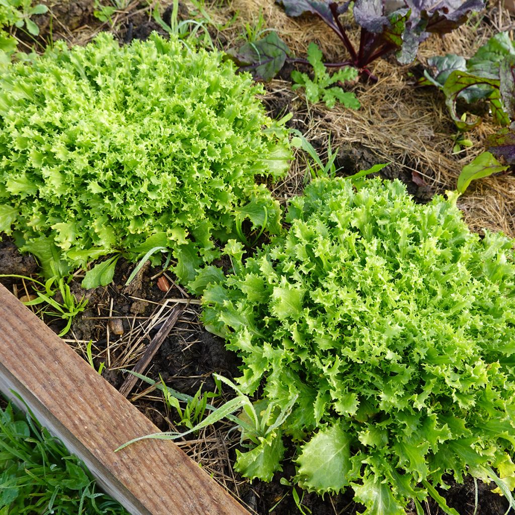 Graines de Chicorée frisée de Ruffec
