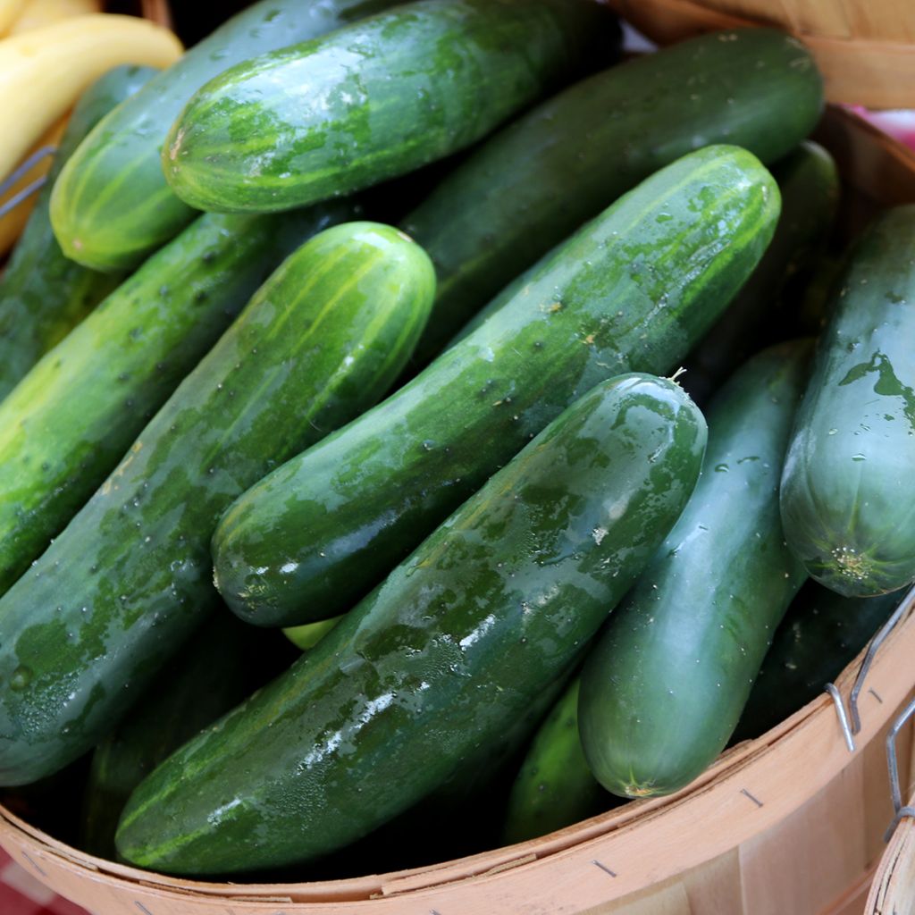 Graines de Concombre Marketer