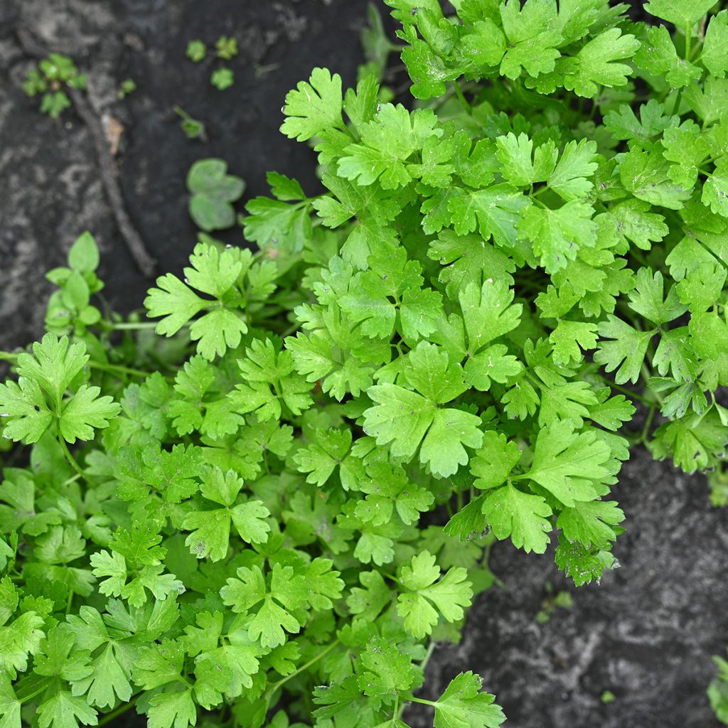 Graines de Coriandre cultivee