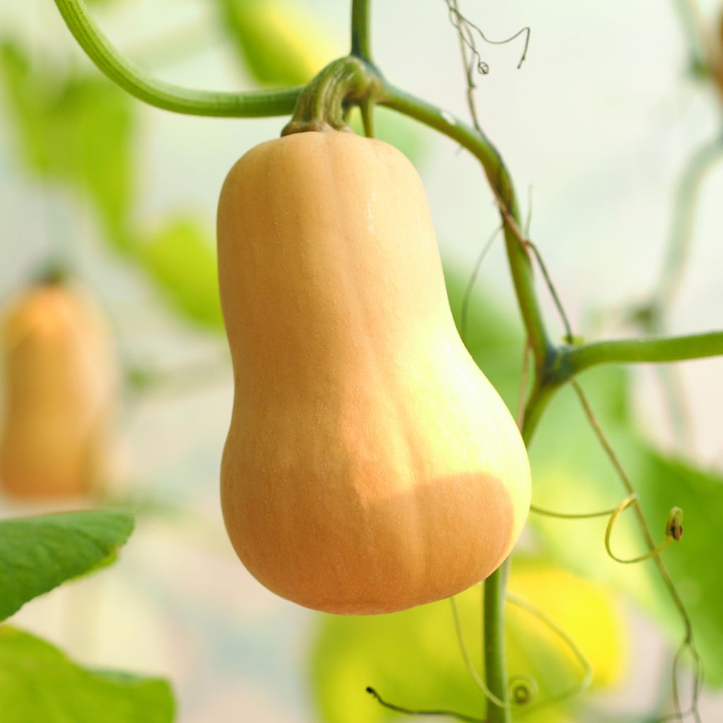 Graines de Courge Butternut Waltham