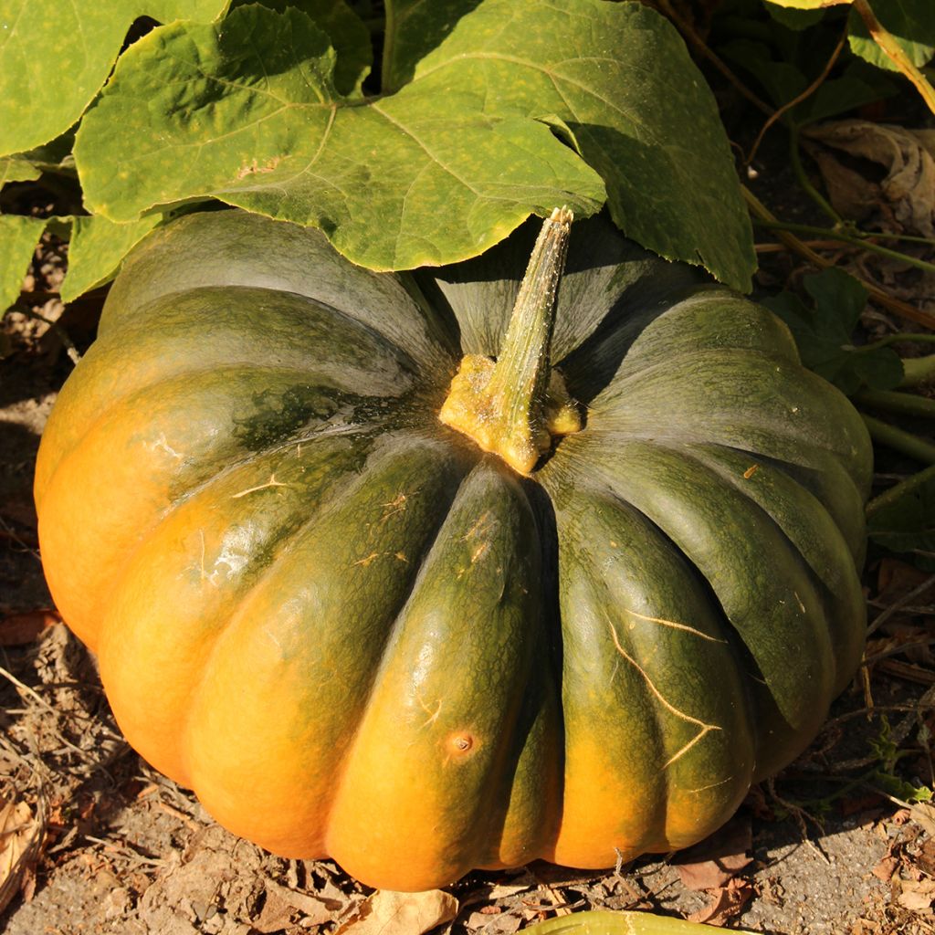 Graines de Courge Musquée d'hiver de Provence