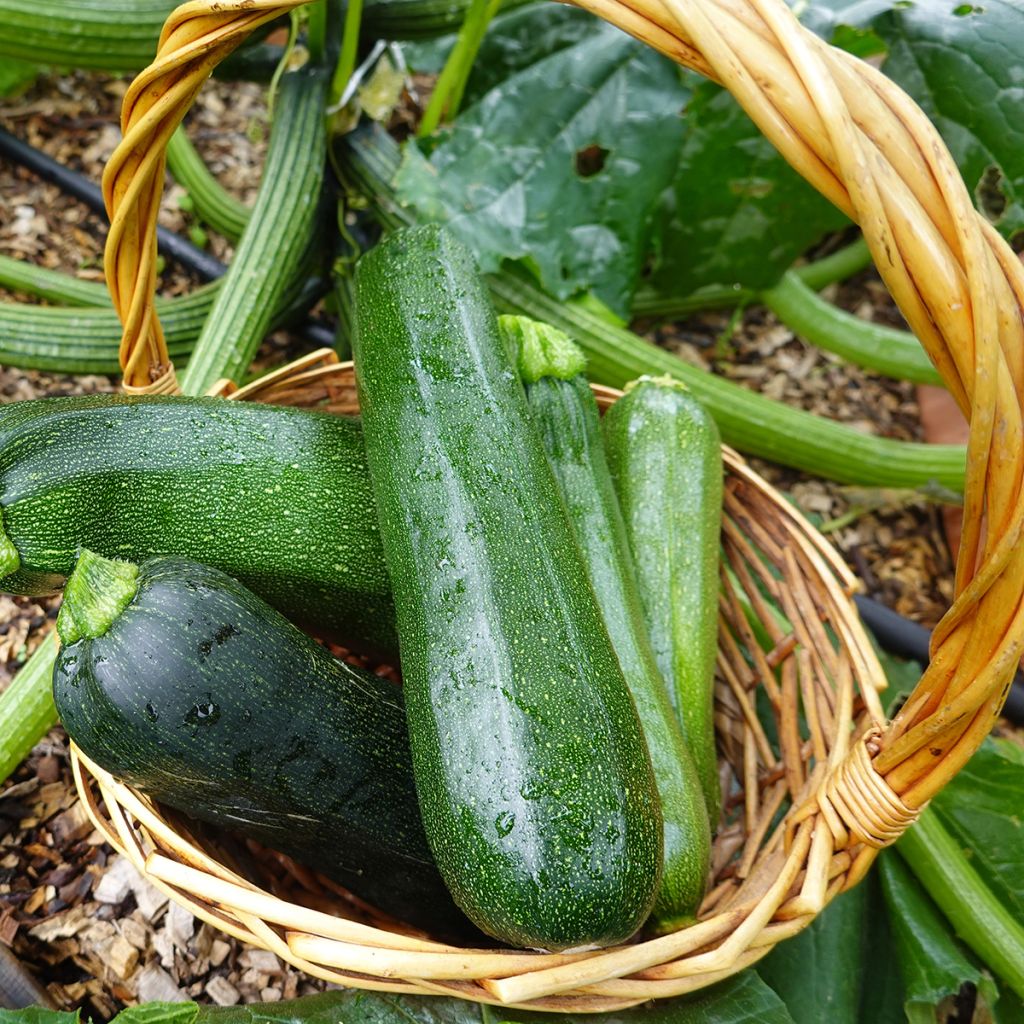Graines de Courgette Verte non coureuse des maraîchers