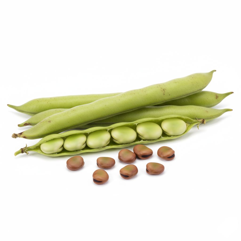 Graines de Fève Aguadulce très longue cosse