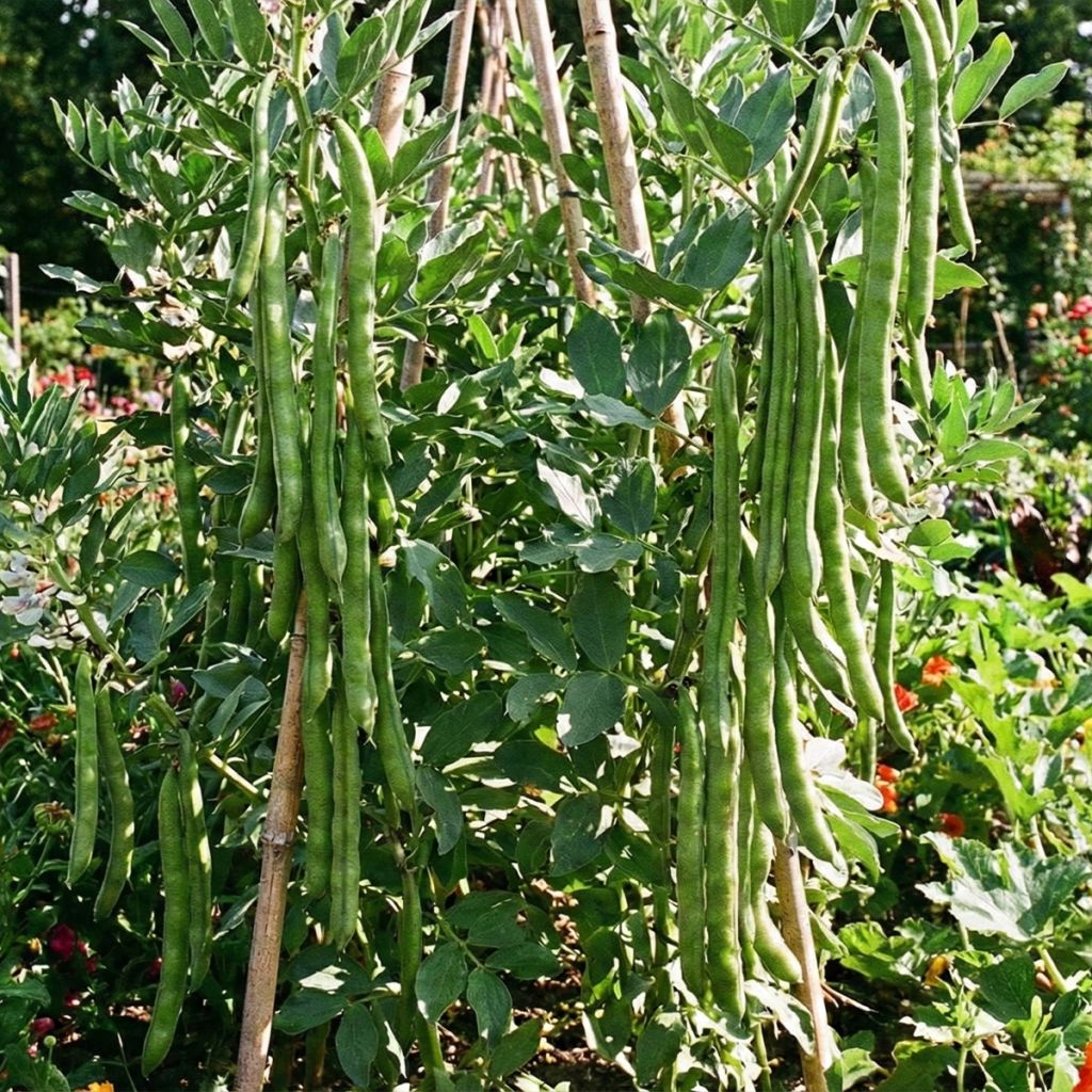 Graines de Fève Aguadulce très longue cosse