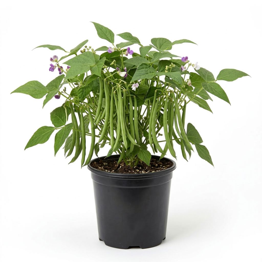 Graines de Haricot nain à filet Fin de Bagnols