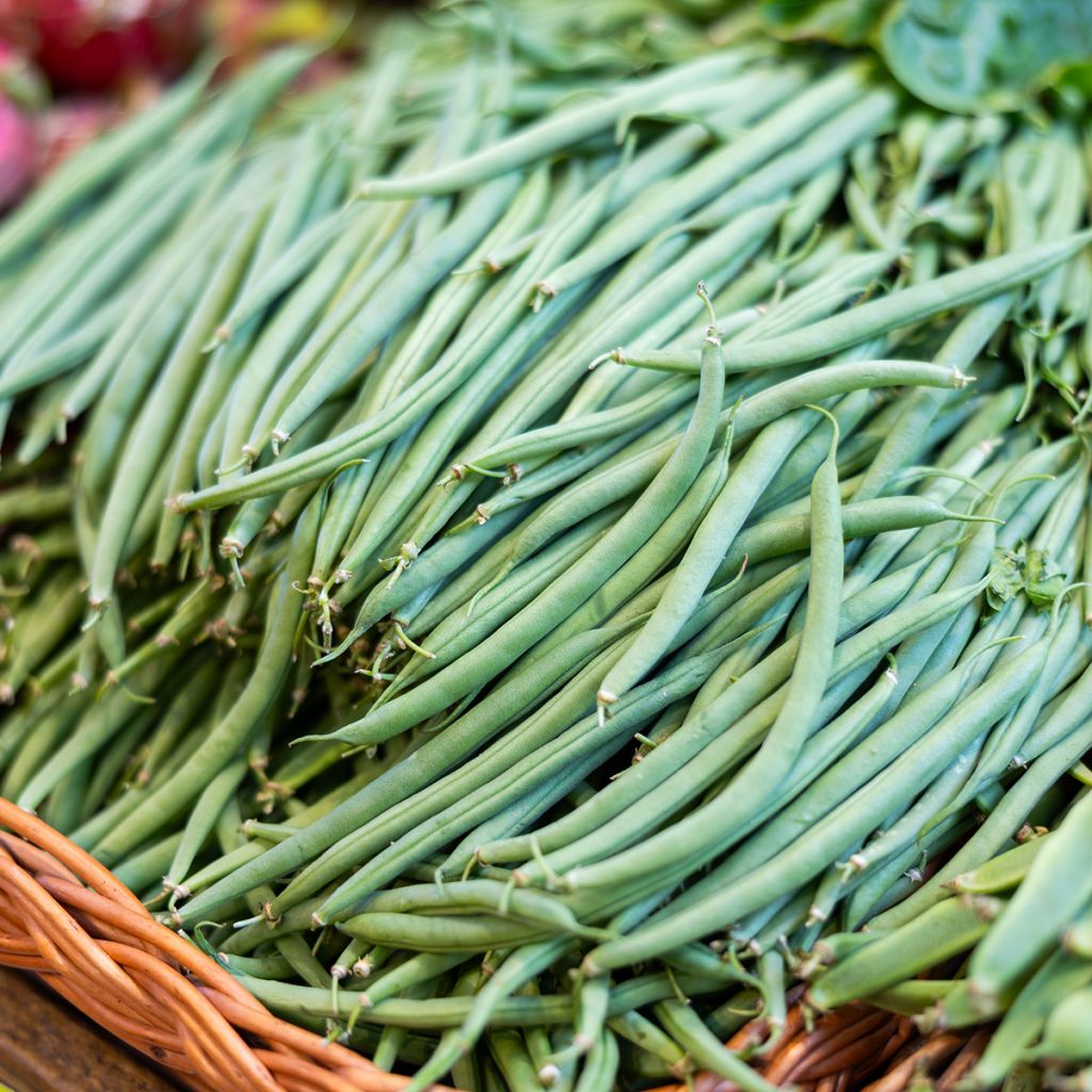 Graines de Haricot nain à filet Fin de Bagnols