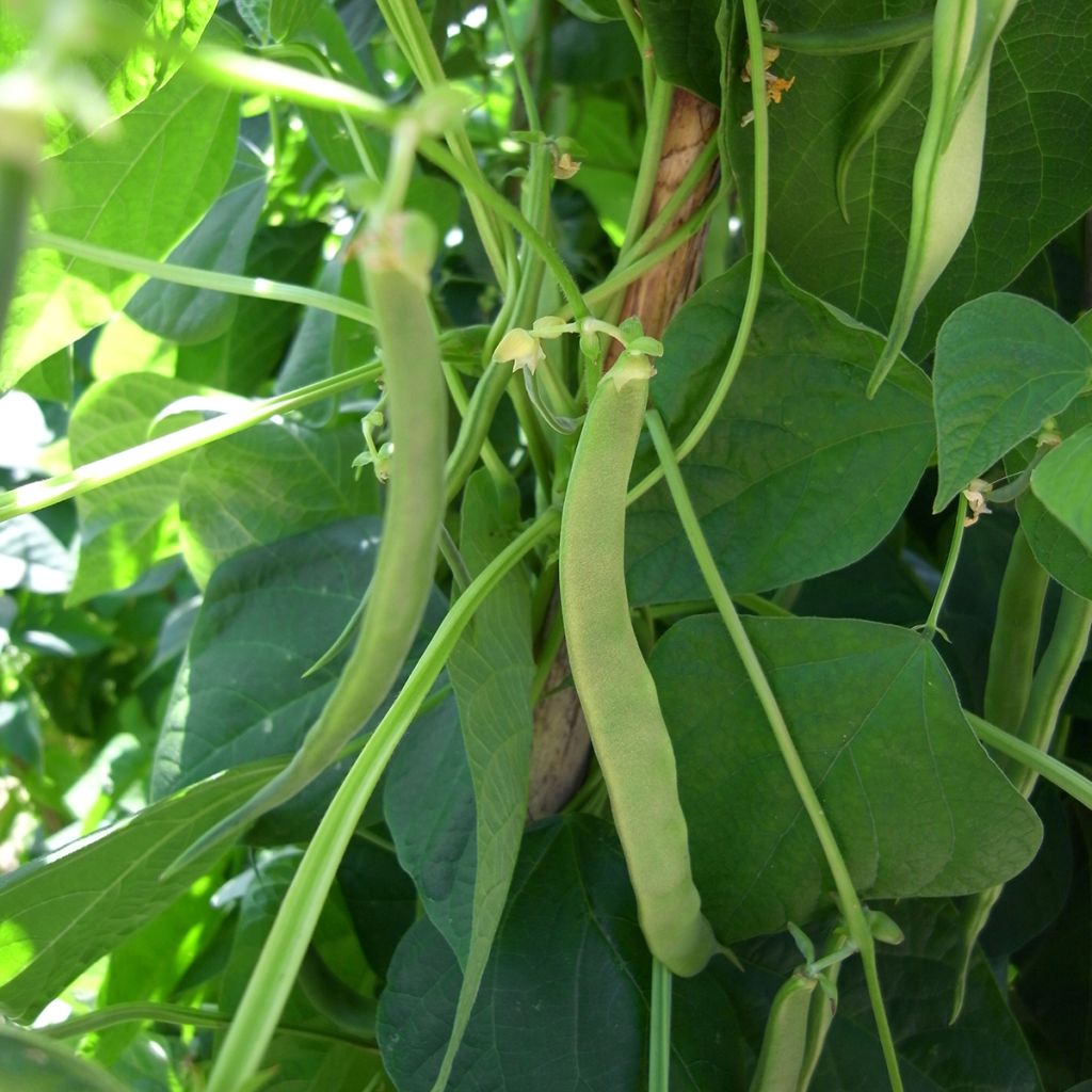 Graines de Haricot nain mangetout La Victoire