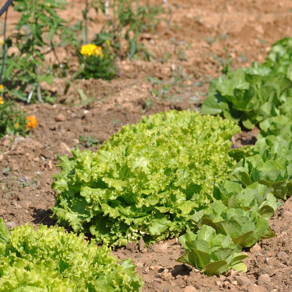 Graines de Laitue Batavia Dorée de Printemps