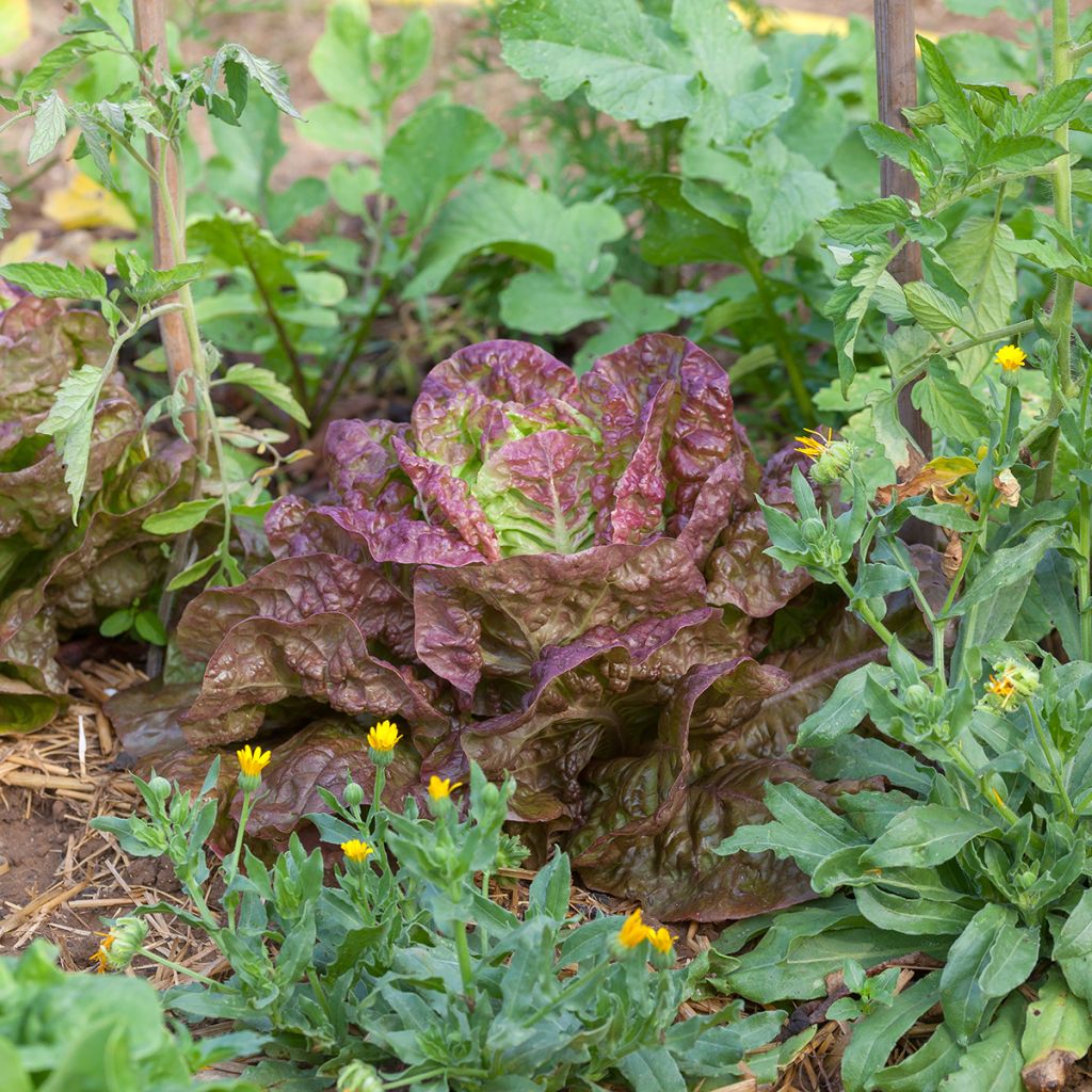 Graines de Laitue pommée Merveille des 4 saisons