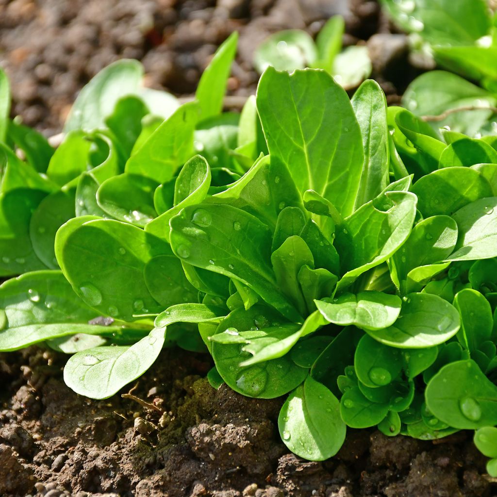 Graines de Mâche Verte de Cambrai