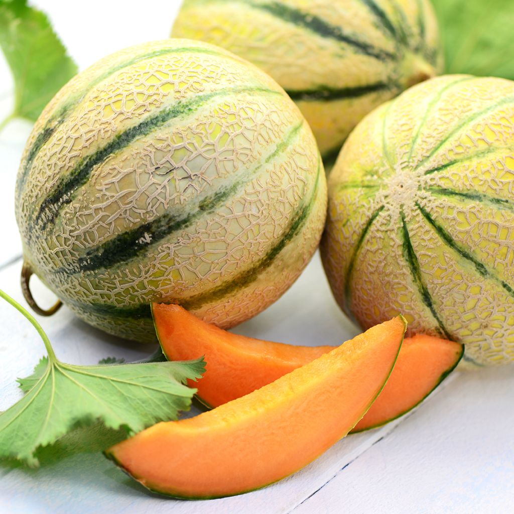 Graines de Melon Charentais