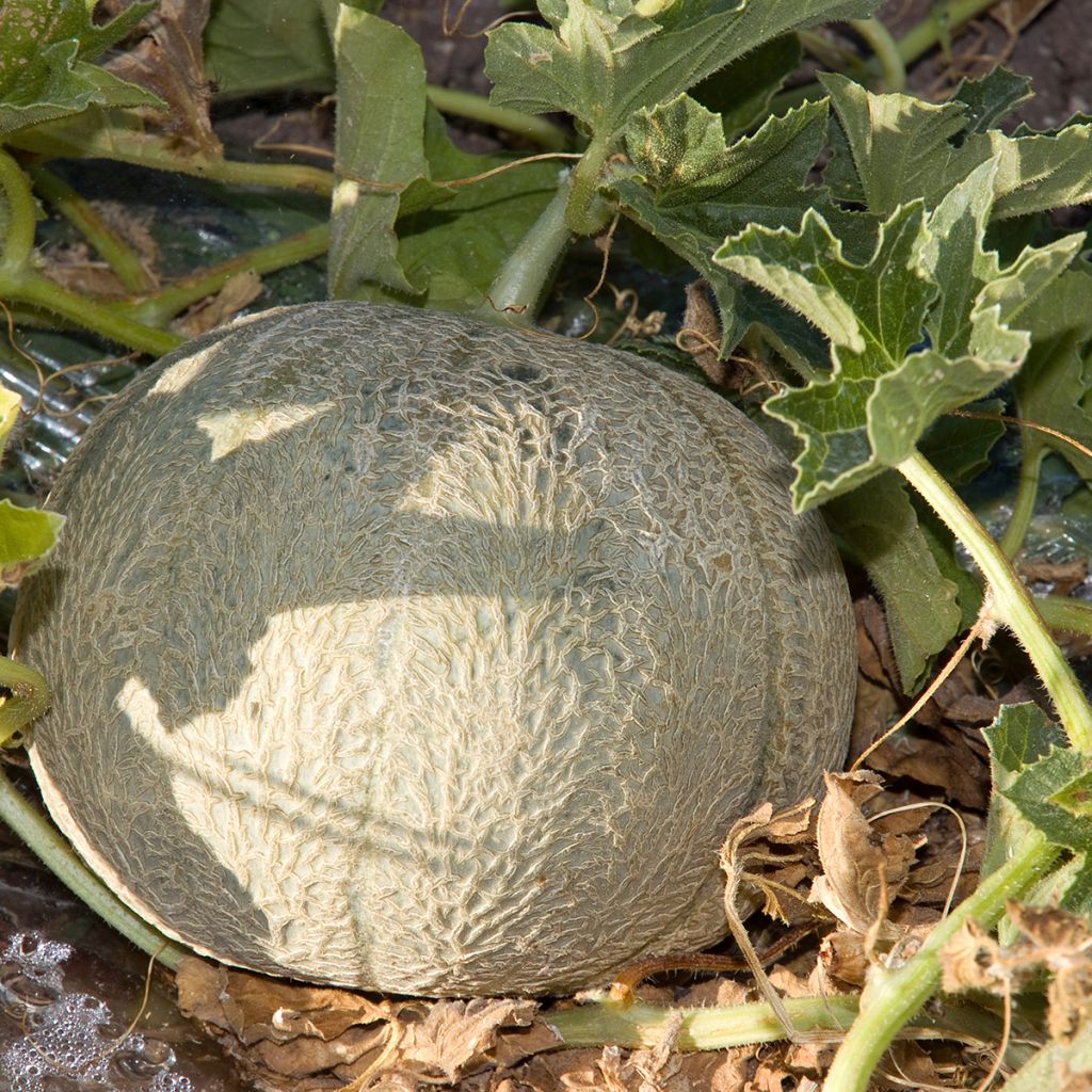 Graines de Melon Charentais