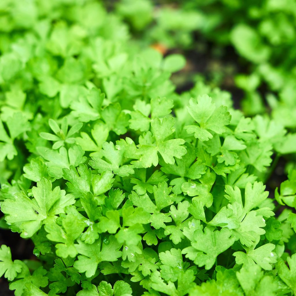 Graines de Persil commun