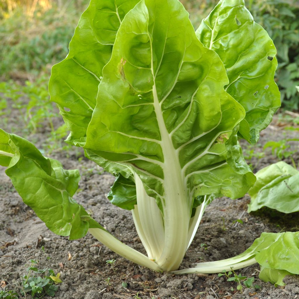 Graines de Poirée blonde à carde blanche