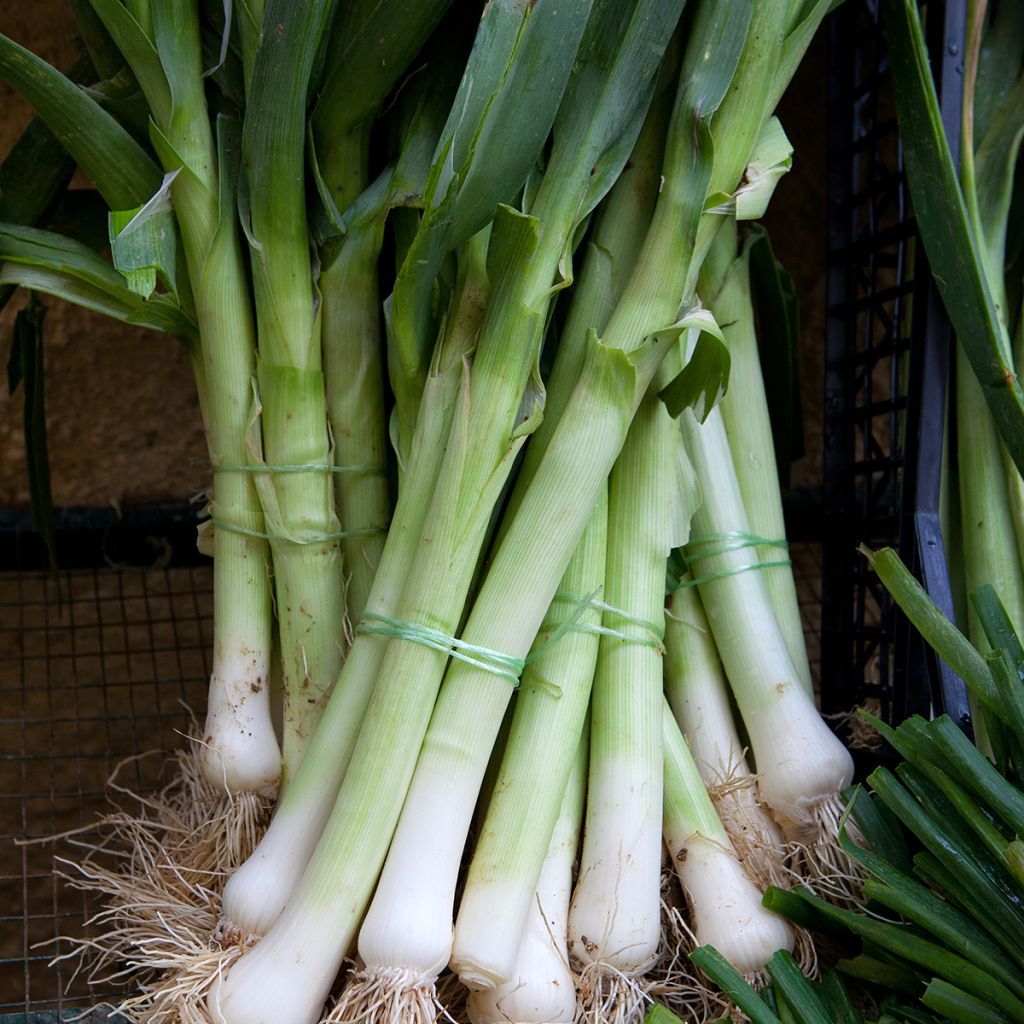 Graines de Poireau Geant d'hiver