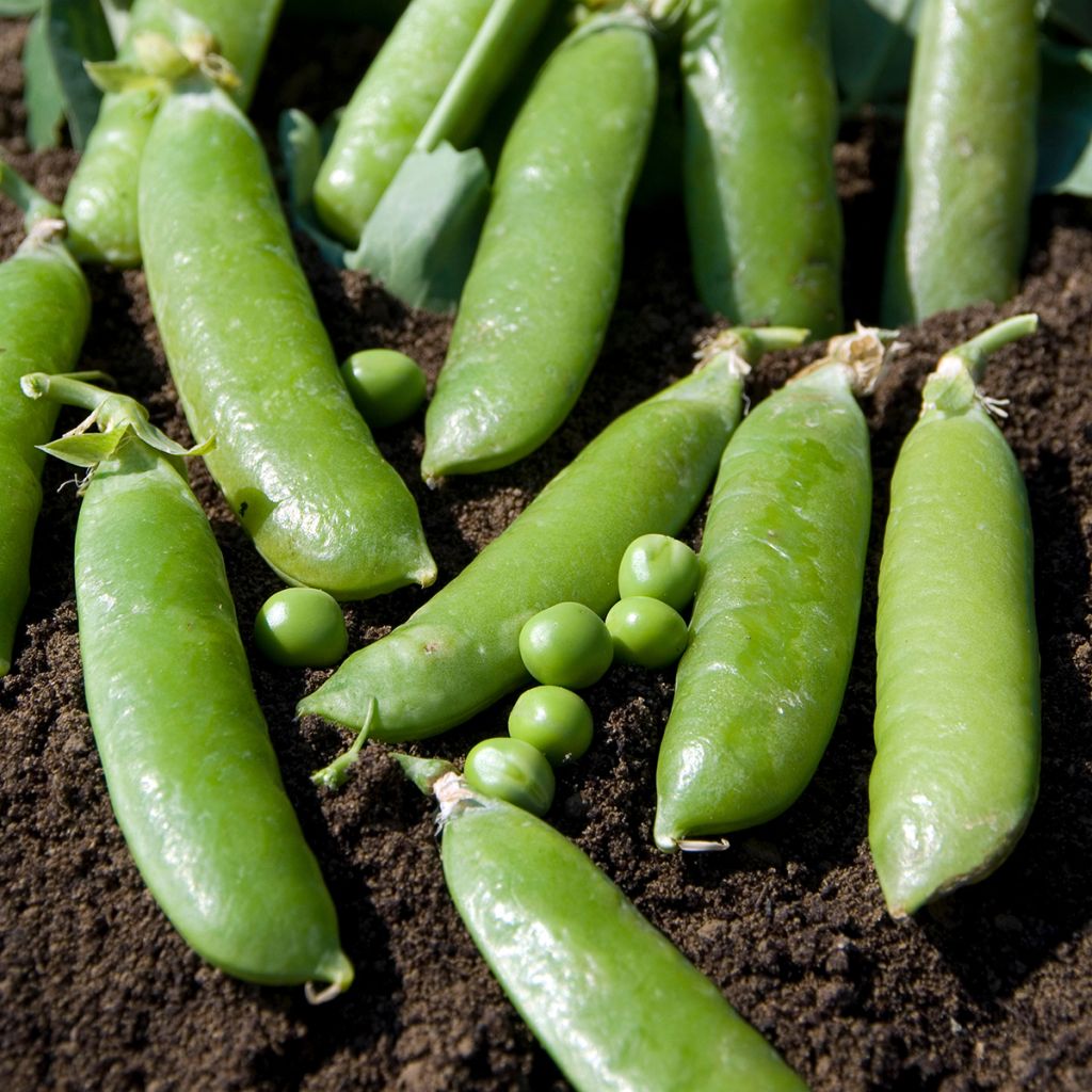 Graines de Pois nain Petit Provencal