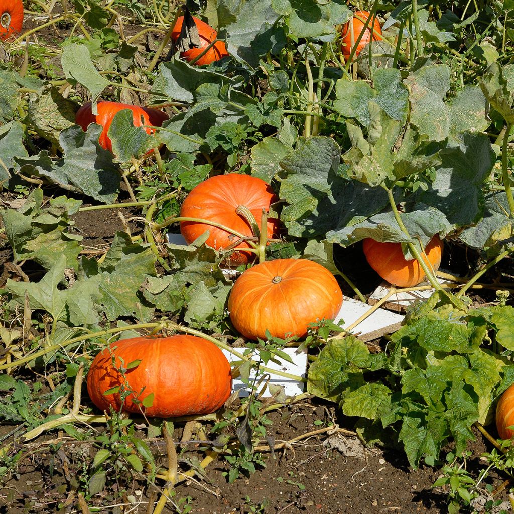 Graines de Potiron rouge vif d'Etampes