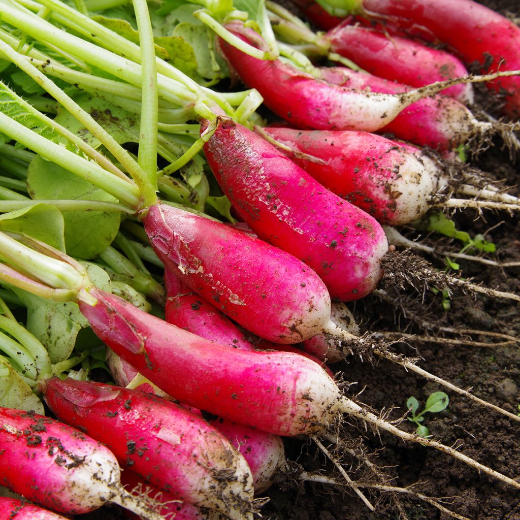 Graines de Radis Flamboyant