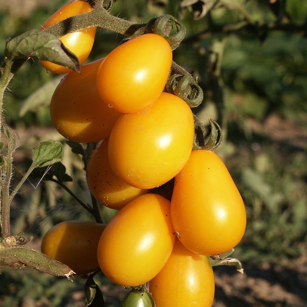 Graines de Tomate Poire jaune