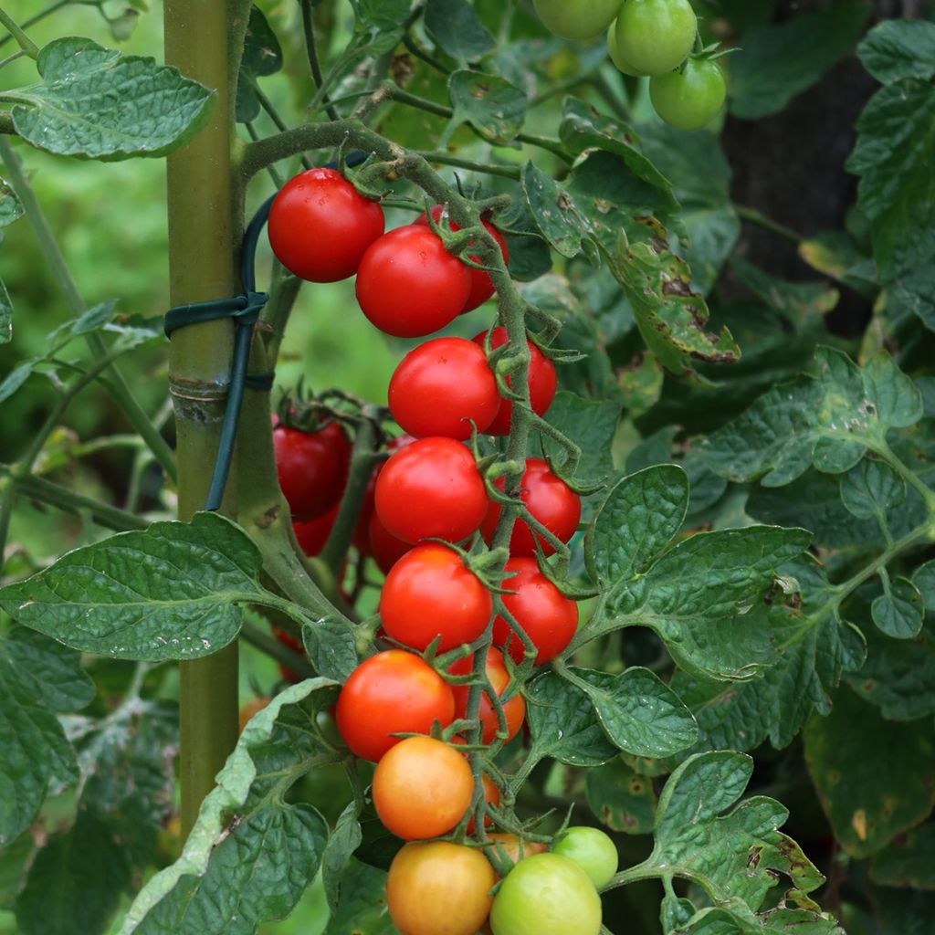 Graines de Tomate cerise