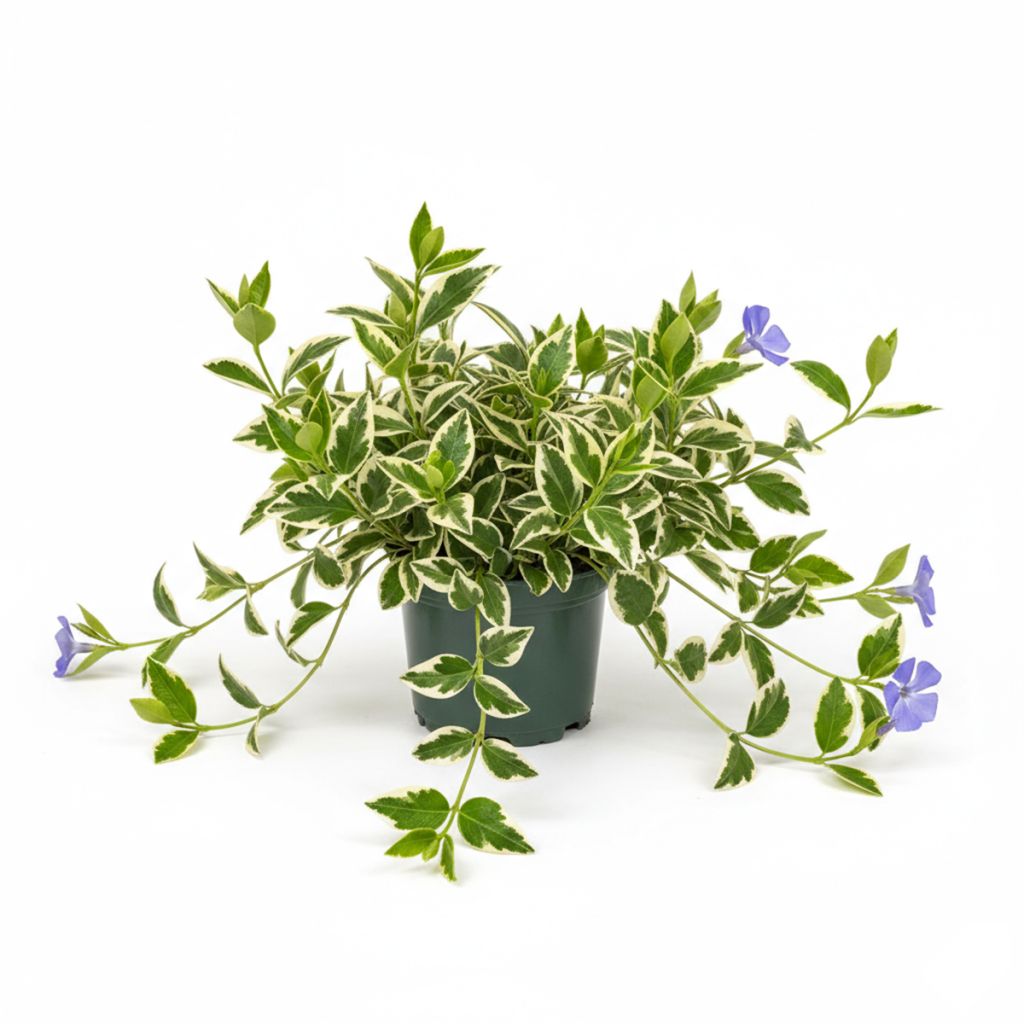 Grande Pervenche bleue panachée