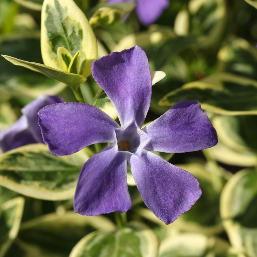 Grande Pervenche bleue panachée