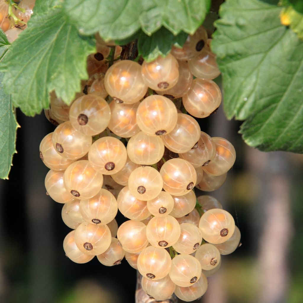 Groseillier blanc Zitavia