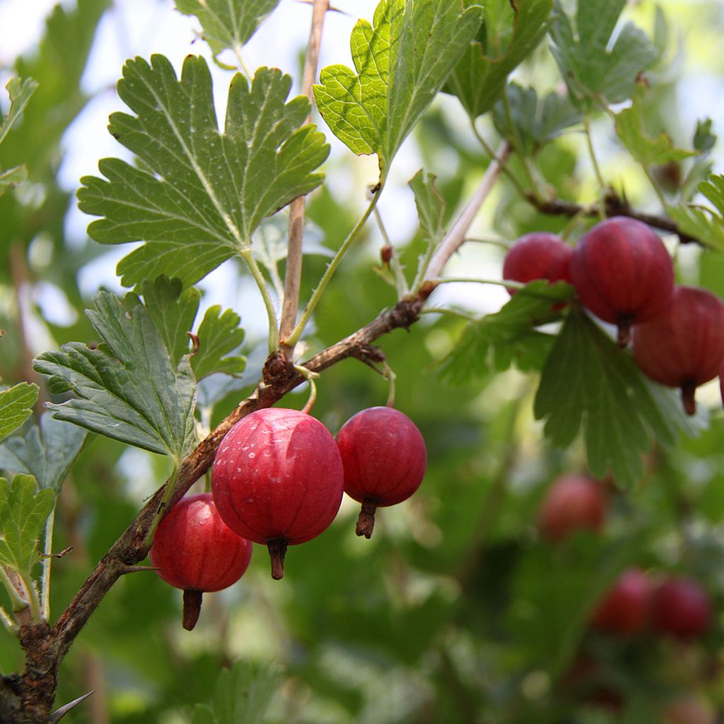 Groseillier à maquereaux Hinnonmaki rouge