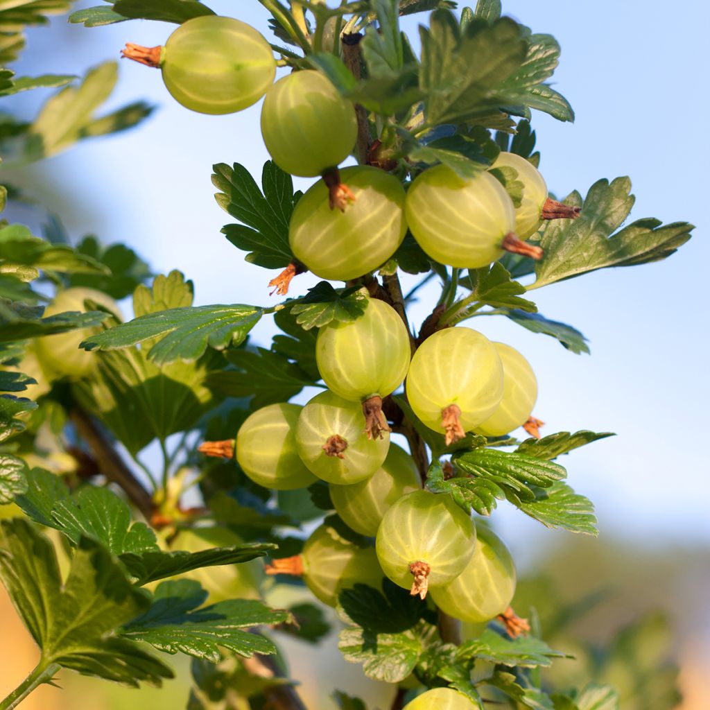 Groseillier à maquereaux Hinnonmaki vert