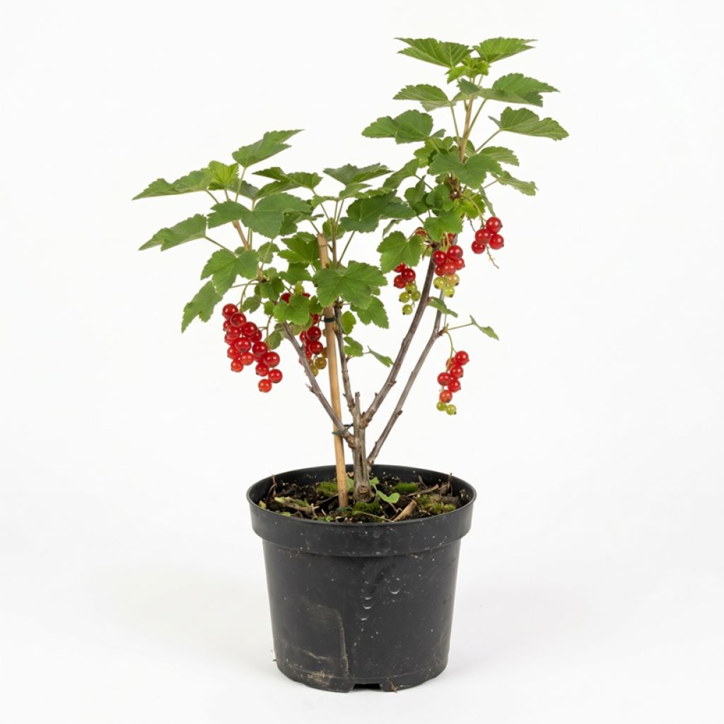 Groseillier rouge Jonkheer van Tets
