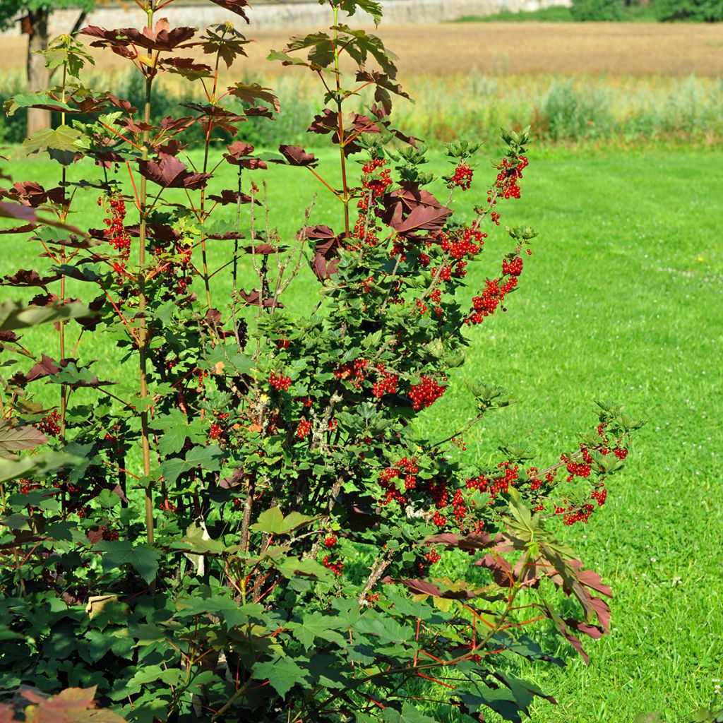 Groseillier rouge Jonkheer van Tets