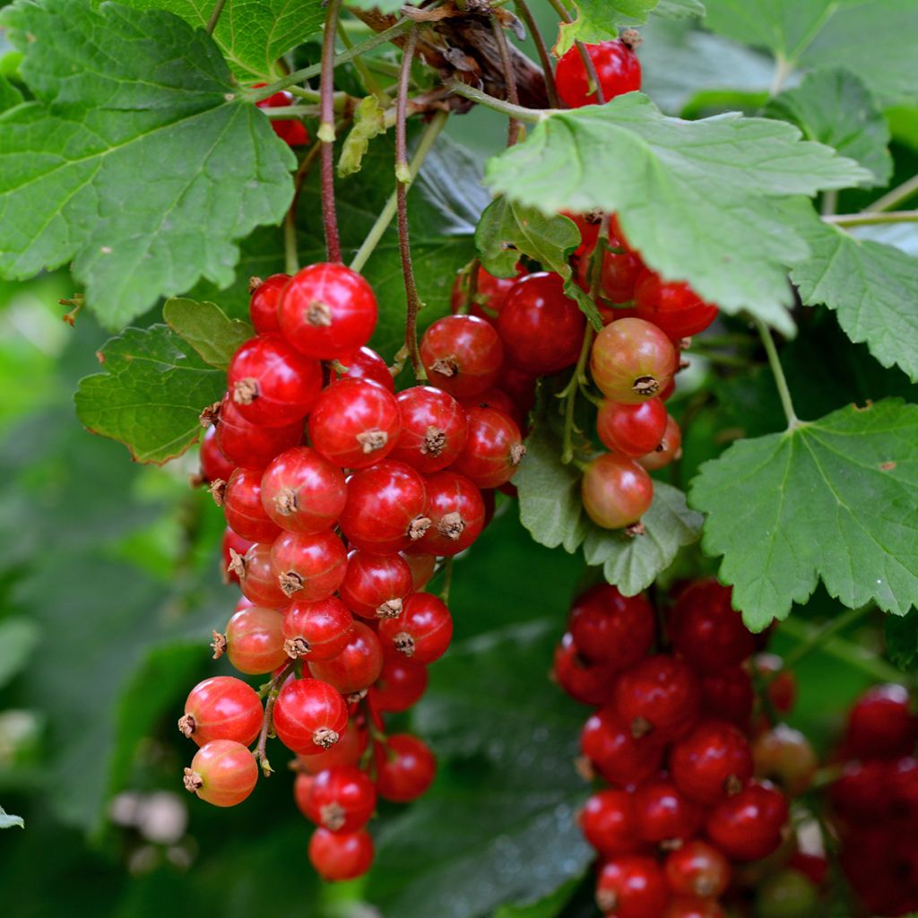 Groseillier rouge Jonkheer van Tets